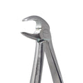 Lower Premolars #13 Dental Extraction Forceps